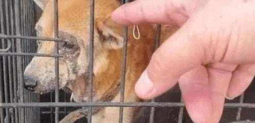 向死而生二狗爆料最新,揭秘娱乐圈不为人知的真相  第2张